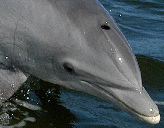 Bottlenose_Dolphin_KSC04pd0178_head_only.JPG