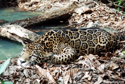 jaguar_02.gif