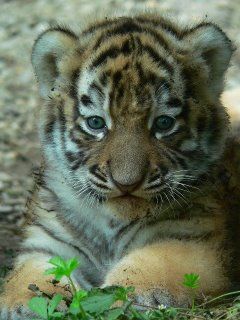 [obrazky.4ever.sk] leopard 7223599.jpg