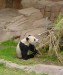 panda-velka.jpg